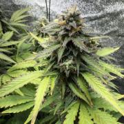 Eternity Cup 2026 - Sticky Brokkoli Auto