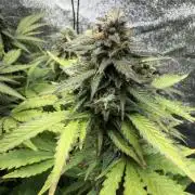 Eternity Cup 2026 - Sticky Brokkoli Auto