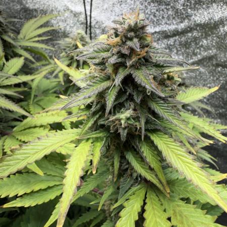 Eternity Cup 2026 - Sticky Brokkoli Auto