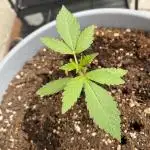 Auto Moon Rock