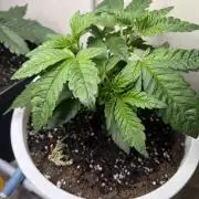 Permanent Marker - Auto Seeds