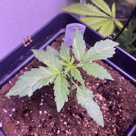 Auto Candy Bubatz XL - Dutch Passion Grow Competition