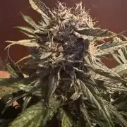 420 - Guava Runtz