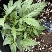 420 - Guava Runtz