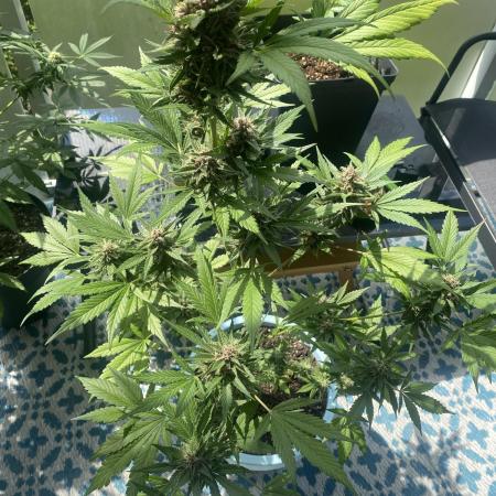 Diablo Rojo XL Auto