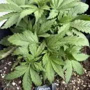 420 - Lemon Cherry Cookies