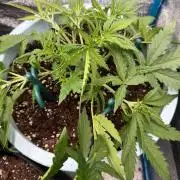 FastBuds - BubbleGum 2.0