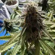 Eternity Cup 2026 - Sticky Brokkoli Auto