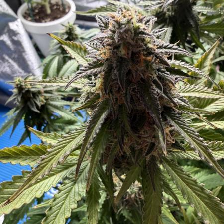 Eternity Cup 2026 - Sticky Brokkoli Auto