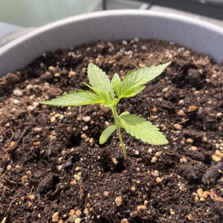 Auto Moon Rock