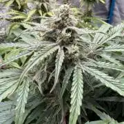 Milky Way F1 - RQS
