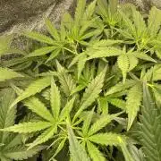 FastBuds - RF3