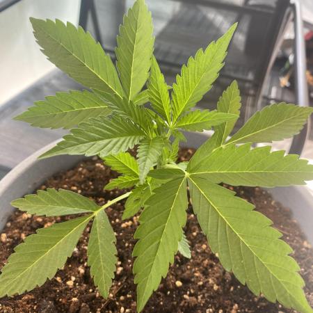 Auto Moon Rock