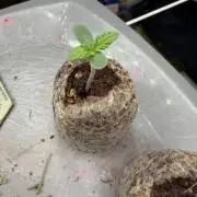 Permanent Marker - Auto Seeds