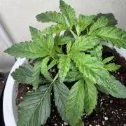 Permanent Marker - Auto Seeds