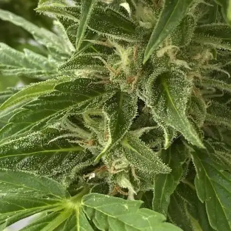 Auto Candy Bubatz XL - Dutch Passion Grow Competition