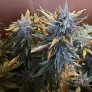 420 - Lemon Cherry Cookies