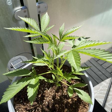 Auto Moon Rock