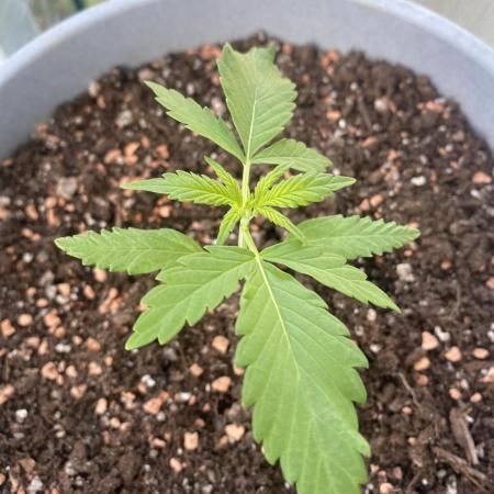 Pineapple Slush XL - SweetSeeds