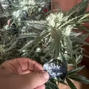 420 - Bubblegum