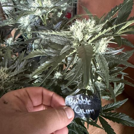 420 - Bubblegum