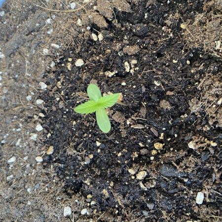 Auto Moon Rock