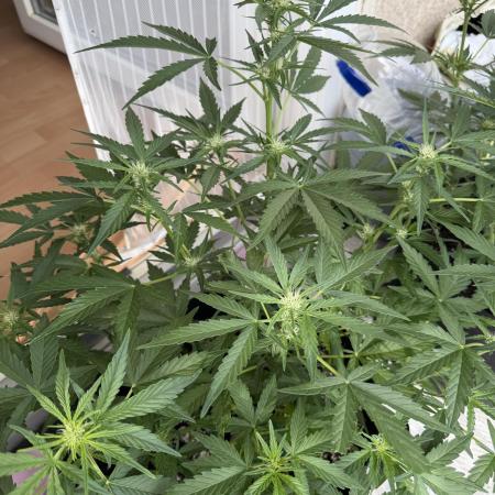 420 - Bubblegum