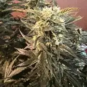 420 - Sour Jealousy