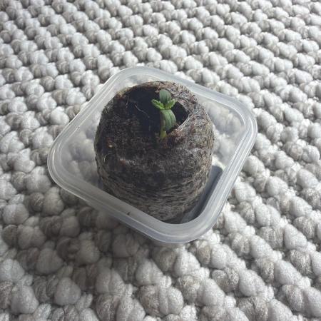 FastBuds - BubbleGum 2.0