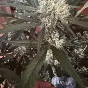 420 - Guava Sundae