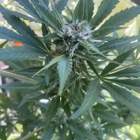 Diablo Rojo XL Auto