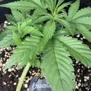 420 - Guava Runtz