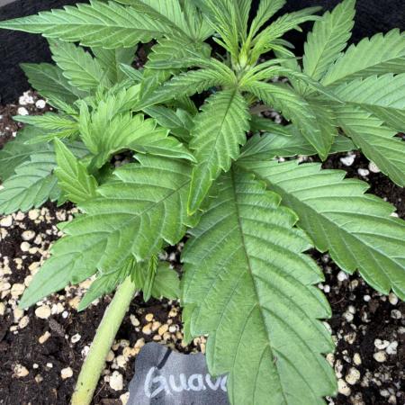 420 - Guava Runtz