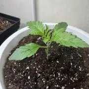 Permanent Marker - Auto Seeds