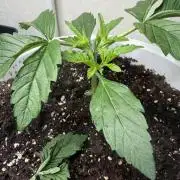 Permanent Marker - Auto Seeds