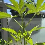 Auto Moon Rock