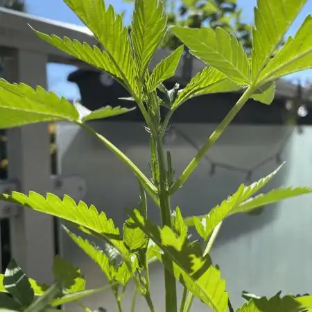 Auto Moon Rock