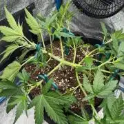 FastBuds - RF3