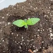 Permanent Marker - Auto Seeds