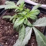 Eternity Cup 2026 - Sticky Brokkoli Auto