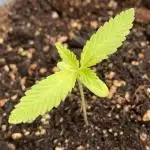 Auto Moon Rock