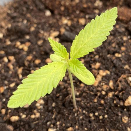 Auto Moon Rock