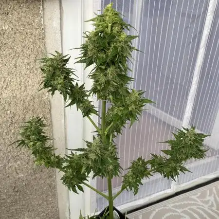 Auto Candy Bubatz XL - Dutch Passion Grow Competition