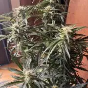 420 - Sour Jealousy