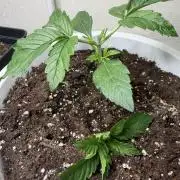 Permanent Marker - Auto Seeds