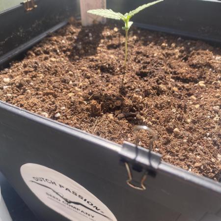 Auto Candy Bubatz XL - Dutch Passion Grow Competition