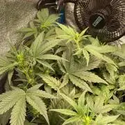 FastBuds - BubbleGum 2.0