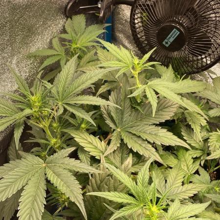 FastBuds - BubbleGum 2.0