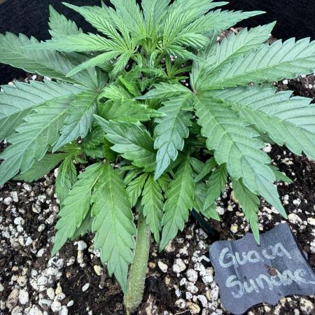 420 - Guava Sundae