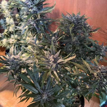 420 - Lemon Cherry Cookies